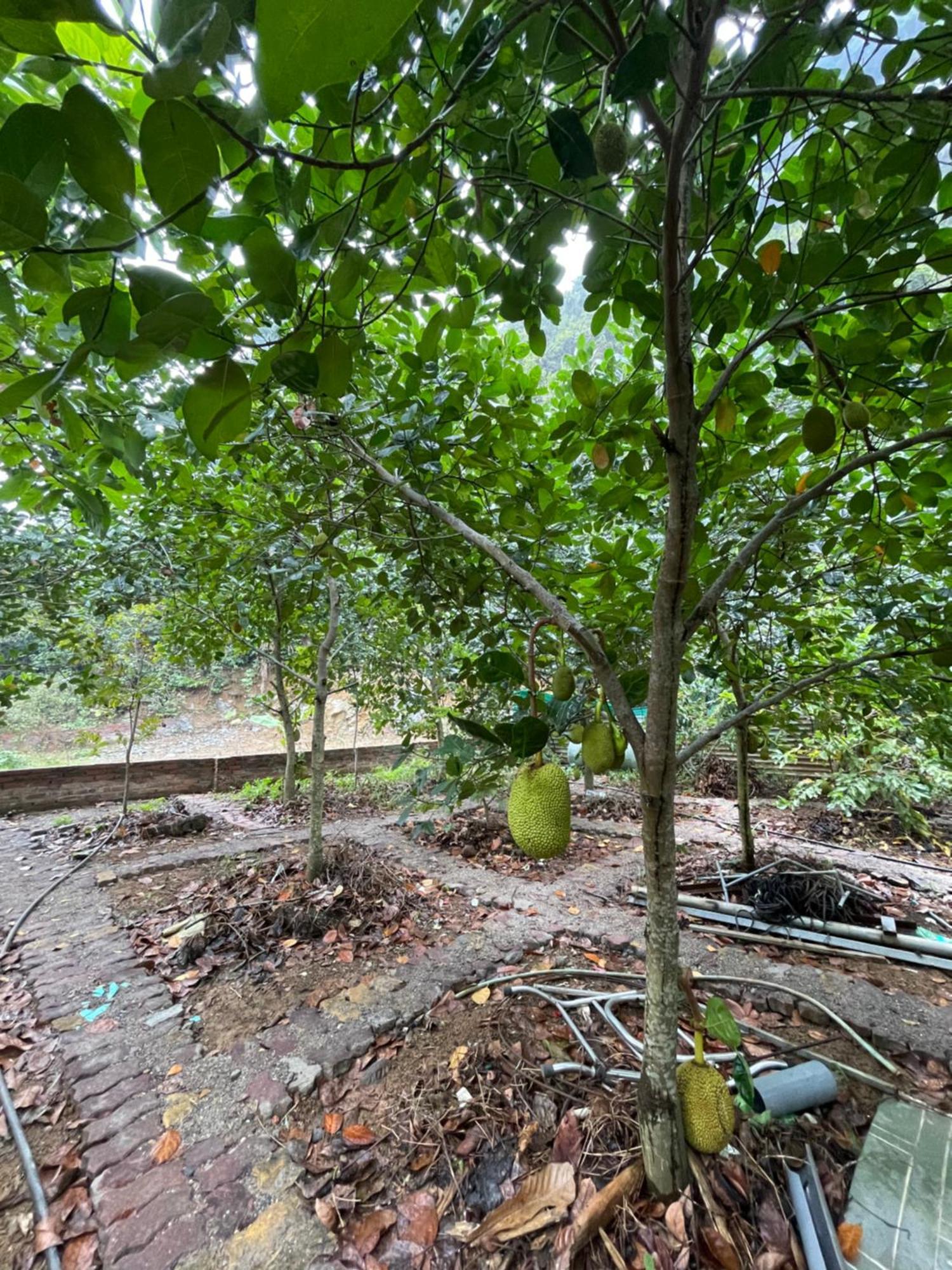 Cat Ba Countryside Homestay Dong Khe Sau Экстерьер фото